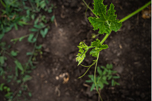 Pumpkin plant growing in fertile, a Nature Photo by volodymyrshtun13795