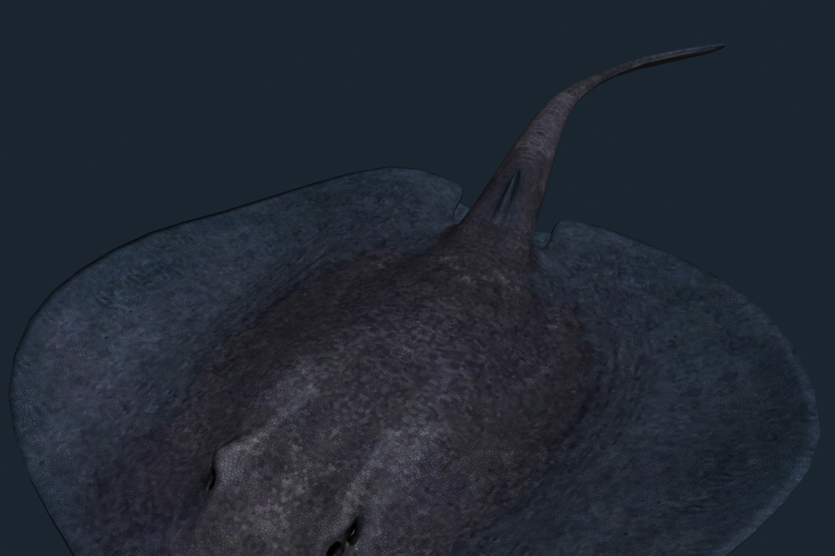 3DRT - Sealife - Stingray, an Animal 3D Model by 3DRT.com (Photo 1 of 3)