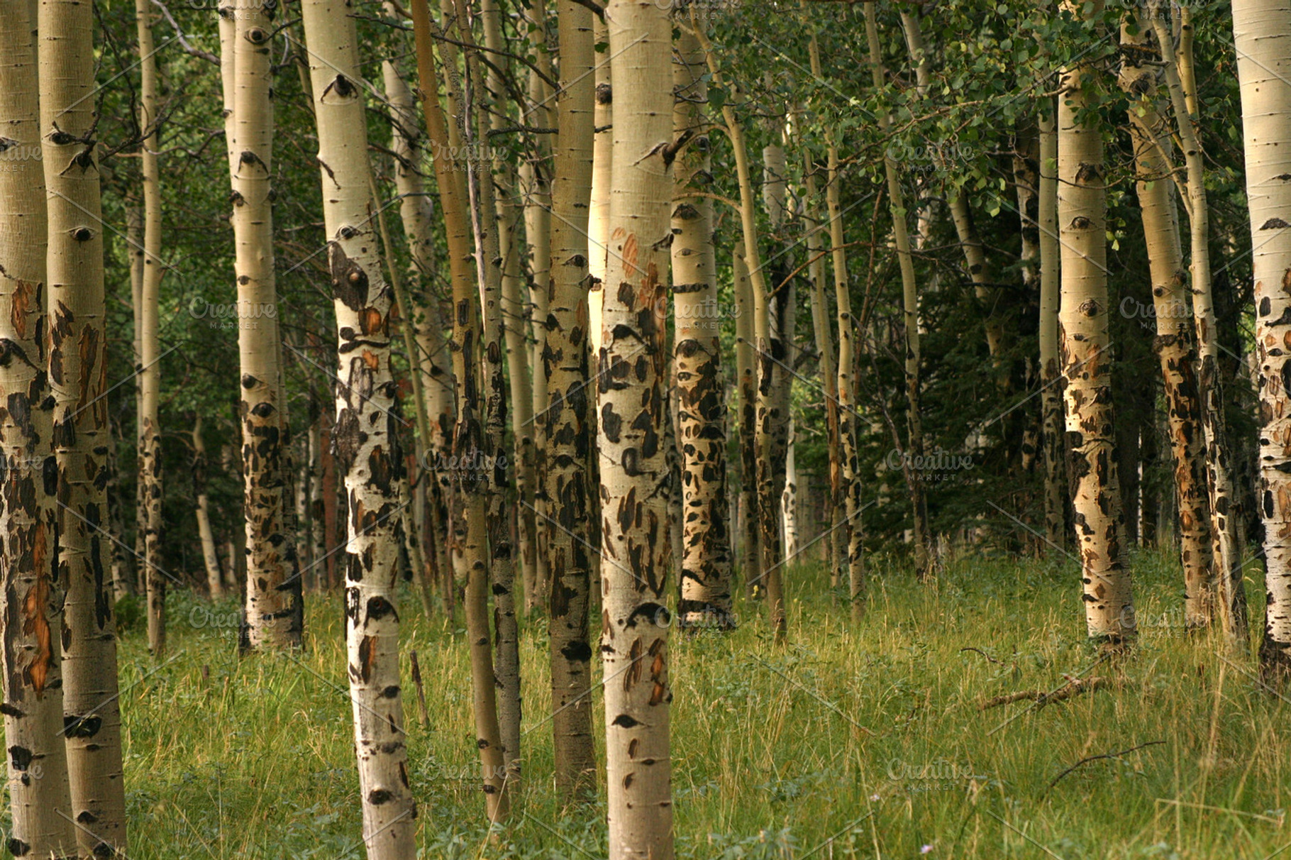 Aspen Tree Grove
