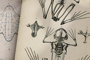 Complete Natural History of Reptiles, an Animal Illustration by Dene Studios (Thumbnail 2 of 11)