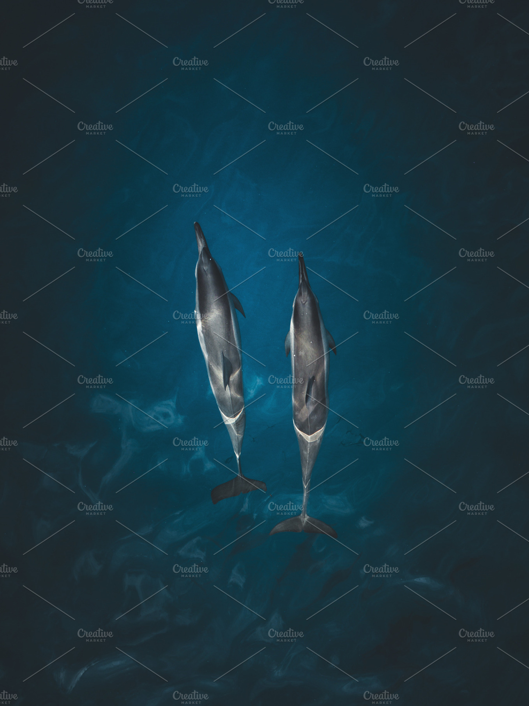 Hawaii Dolphins, a Nature Photo by Will Rust