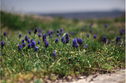 Blue Muscari flowers close up. A