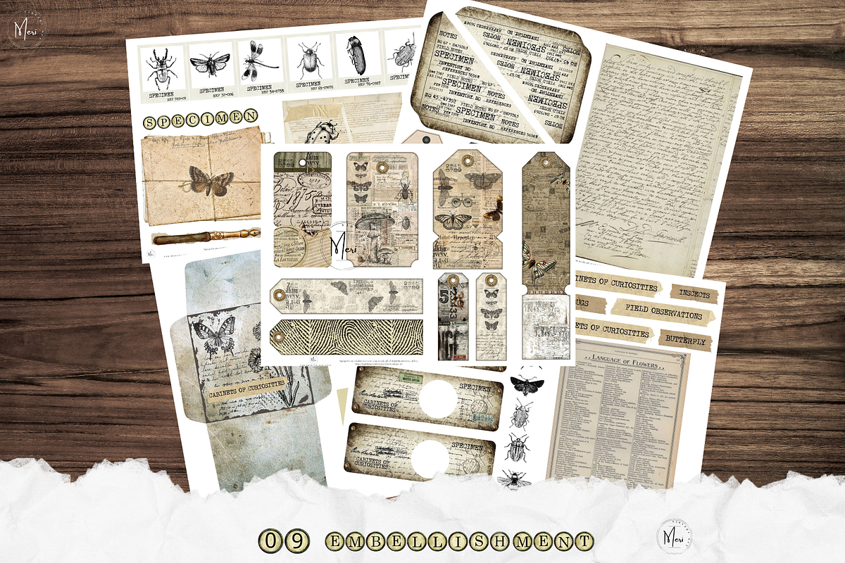 Cabinet of Curiosities junk journal, a Decorative Illustration by meribela (Photo 5 of 7)