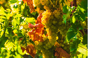 Close up of grapes hanging on branch, a Food & Drink Photo by MadPhotos