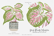 House Plants Collection Set II, a Graphic by SmallHouseBigPony (Thumbnail 20 of 21)