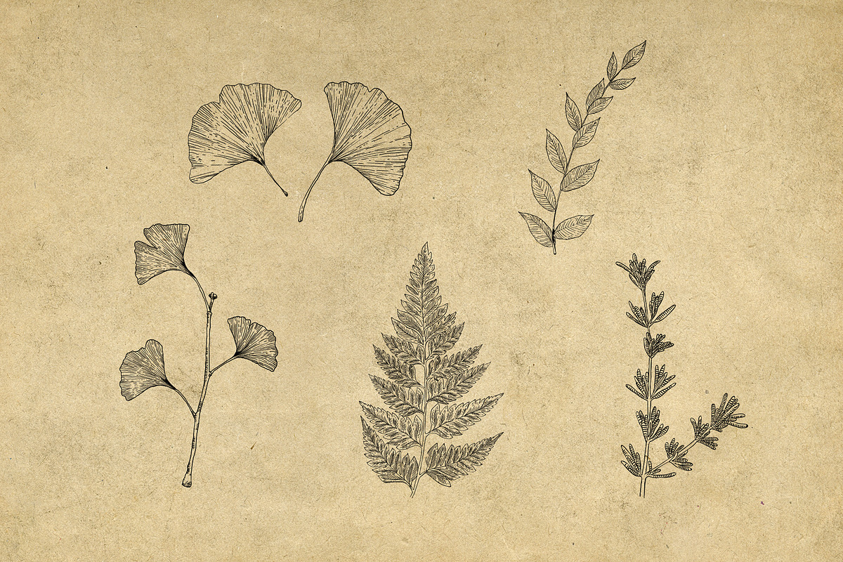 40 Vintage Floral Illustrations, an Illustration by Hatch Design Workshop (Photo 10 of 15)