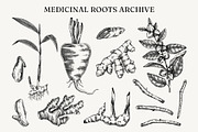 Medicinal Roots Illustrations Set, a Healthcare Illustration by Yevheniia (Thumbnail 3 of 12)