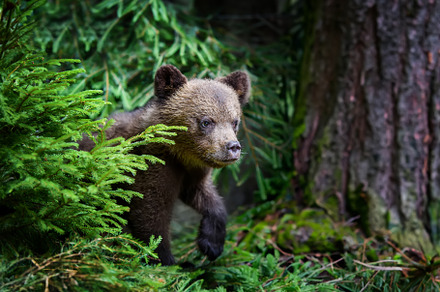 Brown bear cub in the forest with pine branch. Wild animal in th, an Animal Photo by Byrdyak