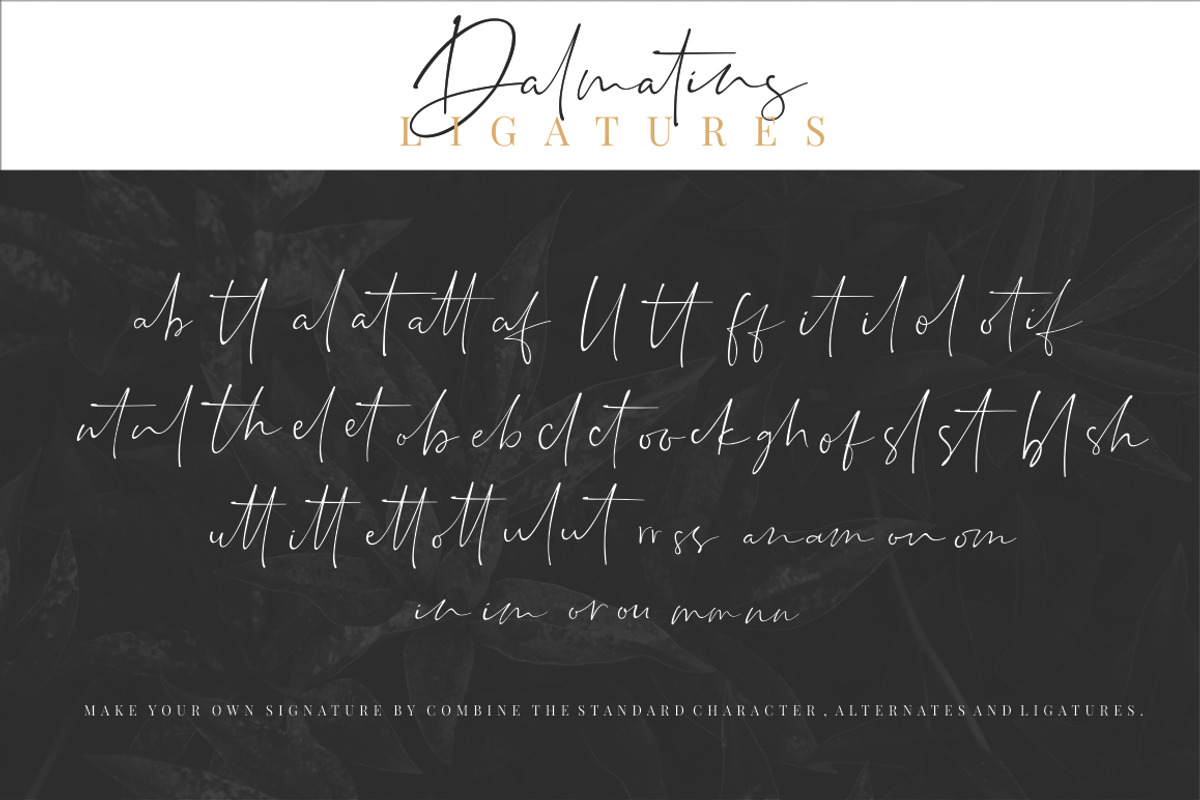 Dalmatins // Elegant Signature Font, a Script Font by Sronstudio (Photo 14 of 14)