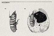 Pencil sketches of insects PNG., an Animal Illustration by LOKSKIH (Thumbnail 4 of 5)