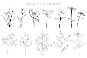 Botanical Hand Drawn Collection