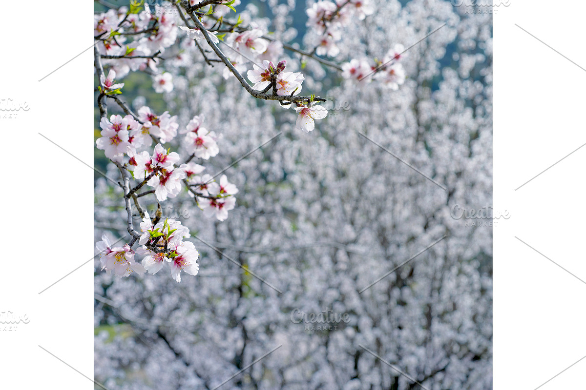Blossoming almond trees, a Nature Photo by Fruits+Veggies (Photo 10 of 17)
