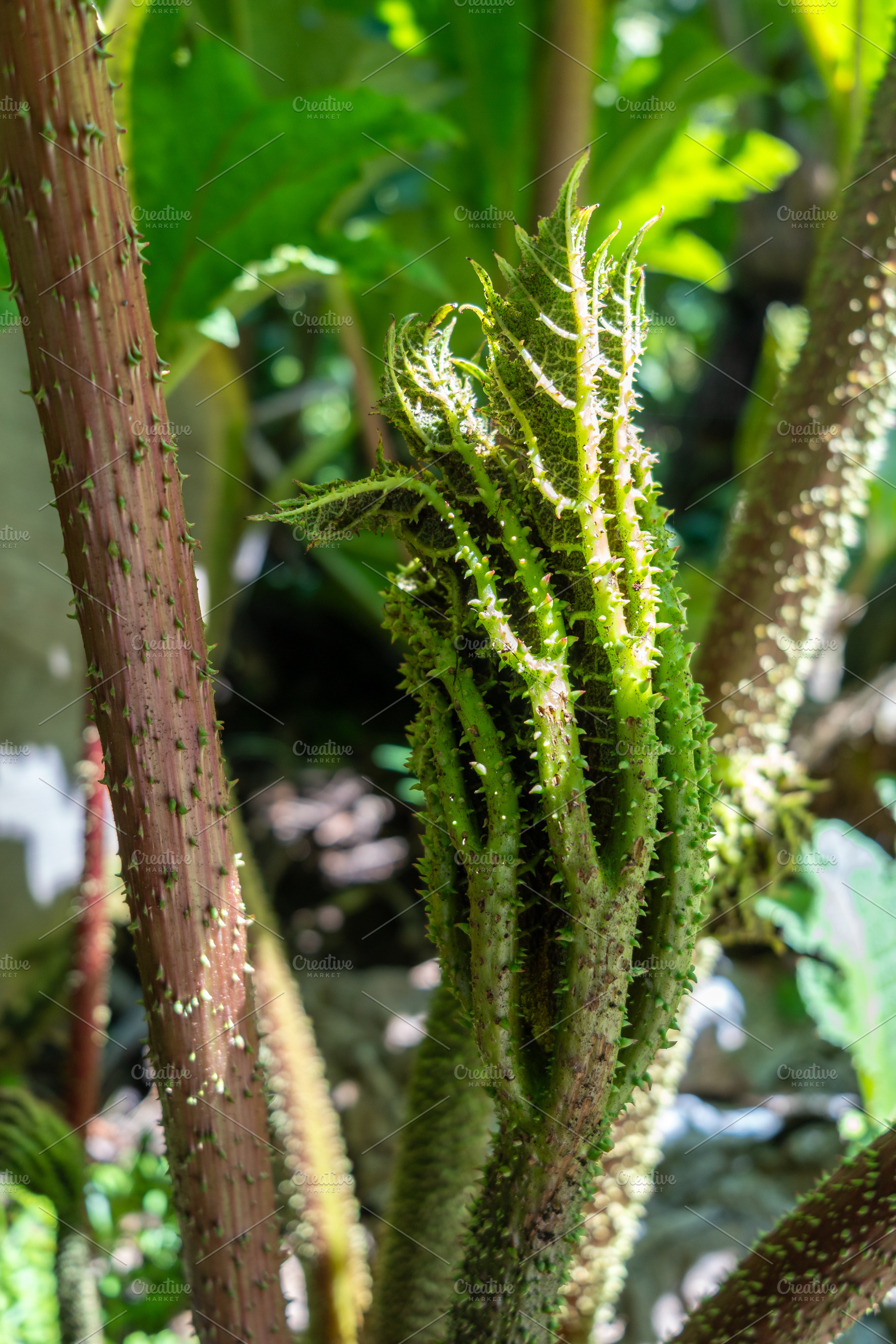 Young spiky gunnera leaf unfurling in a lush green environment, a Nature Photo by GoodGoods