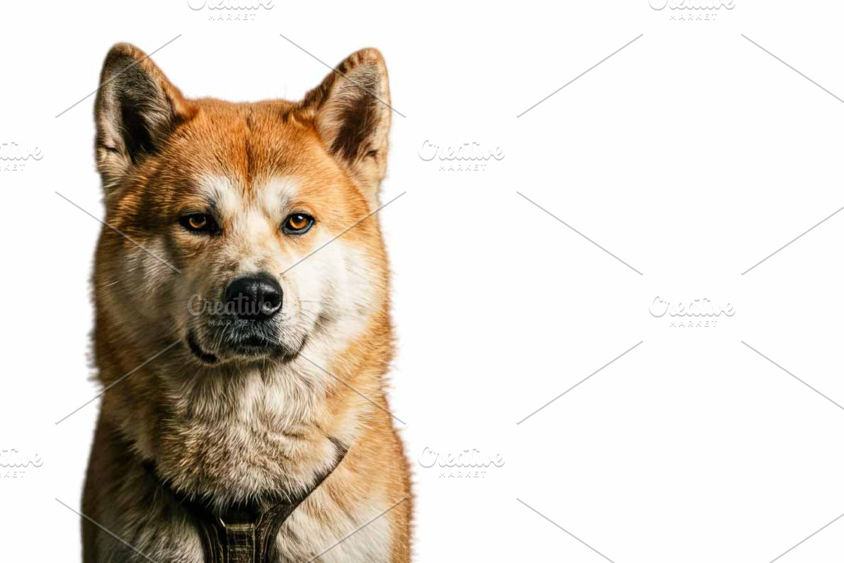Animals Portrait PNGs, an Animal Photo by VetalStock (Photo 13 of 16)