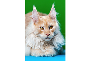 Portrait of Red tabby Maine Coon Cat, an Animal Photo by Alexander-Piragis