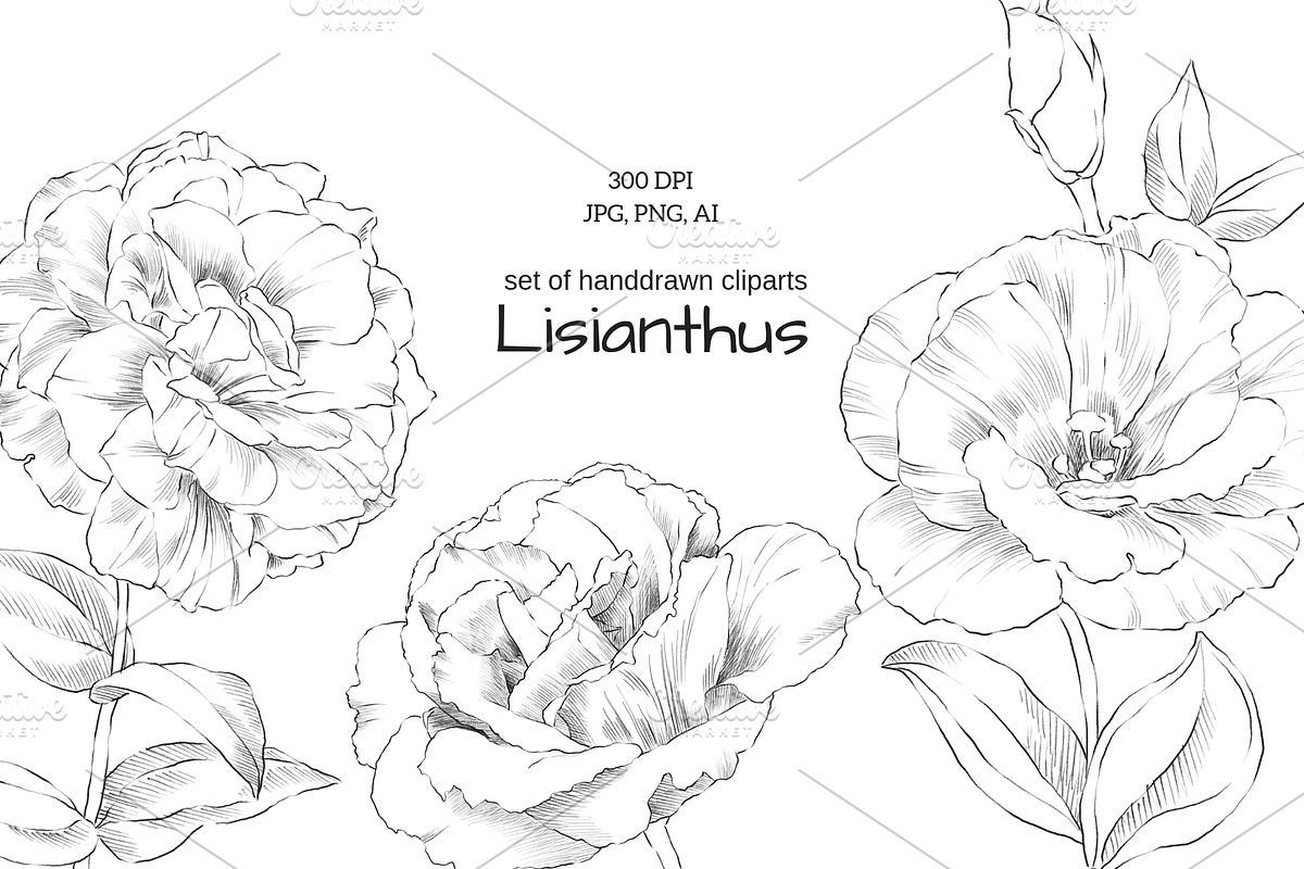 Lisianthus Floral Set, an Object Graphic by VictoriaKStudio (Photo 1 of 5)
