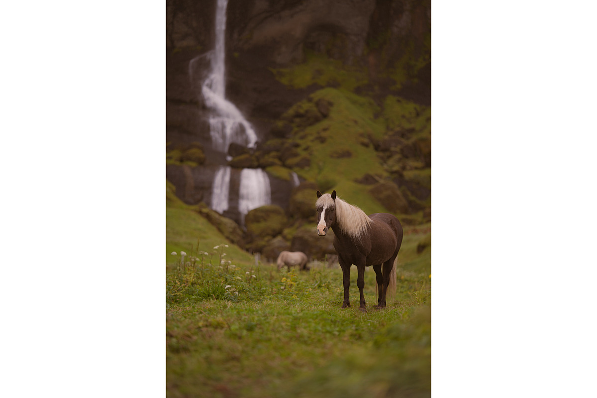 A horse with a view, an Animal Photo by 1995prints (Photo 2 of 4)