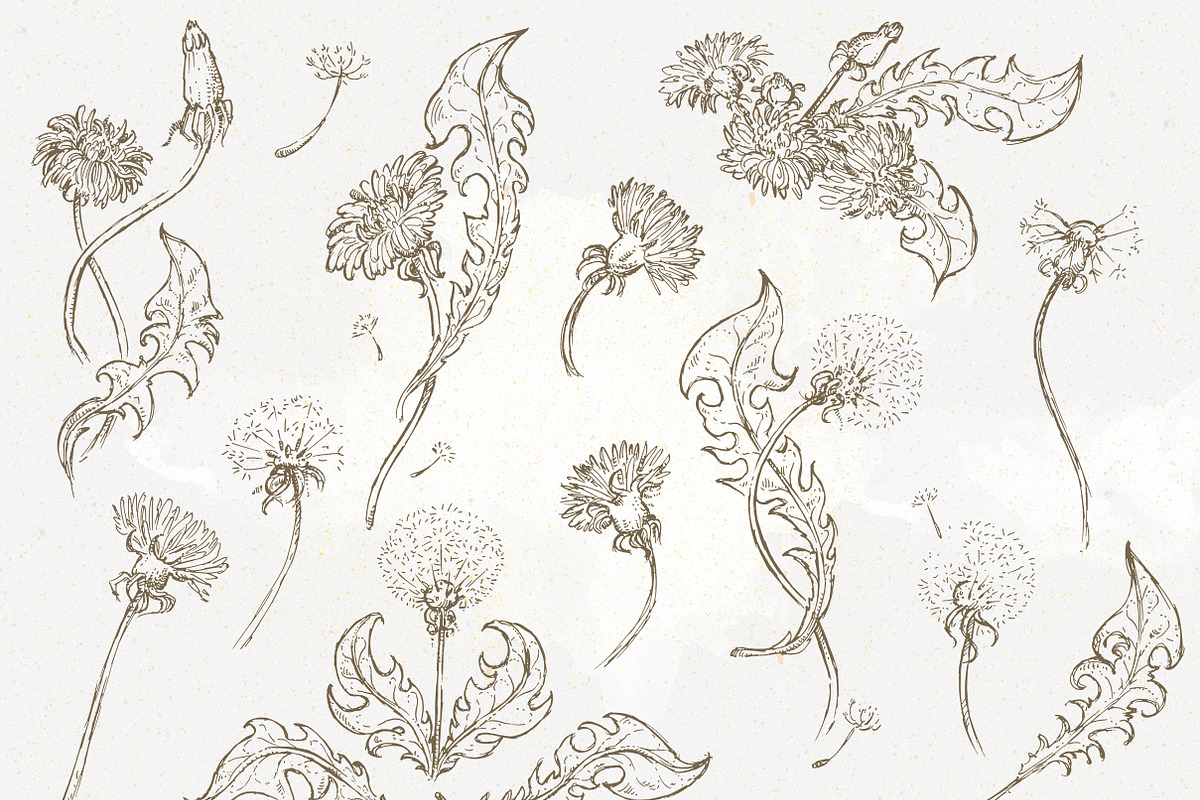 Dandelion set of 14 pen sketches, an Illustration by Bee_in_a_Nest (Photo 4 of 4)