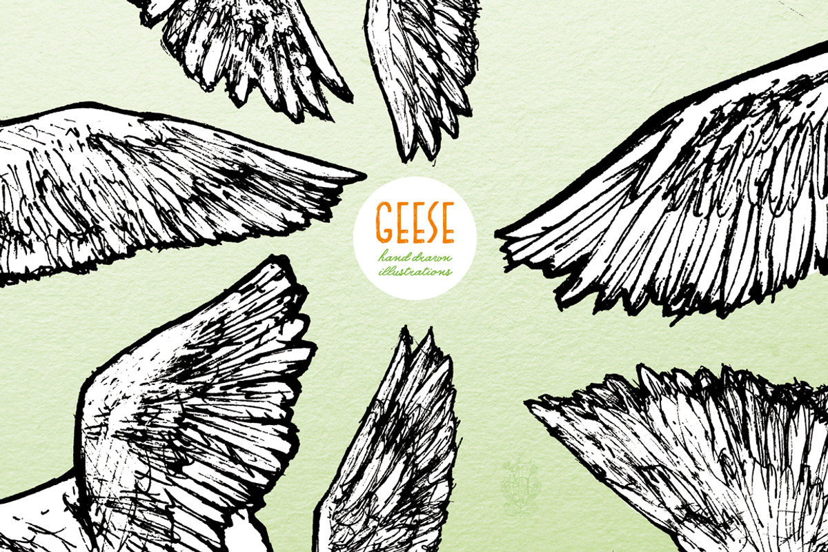 Geese - Hand Drawn Illustrations, an Animal Illustration by Andrea Tardivo (Photo 2 of 4)