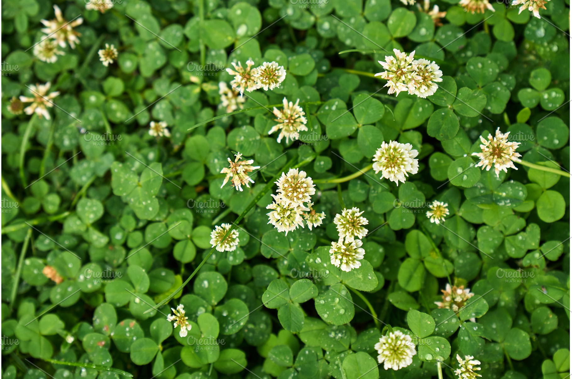 Clover blossoms flourish in a lush, a Nature Photo by darksoul72