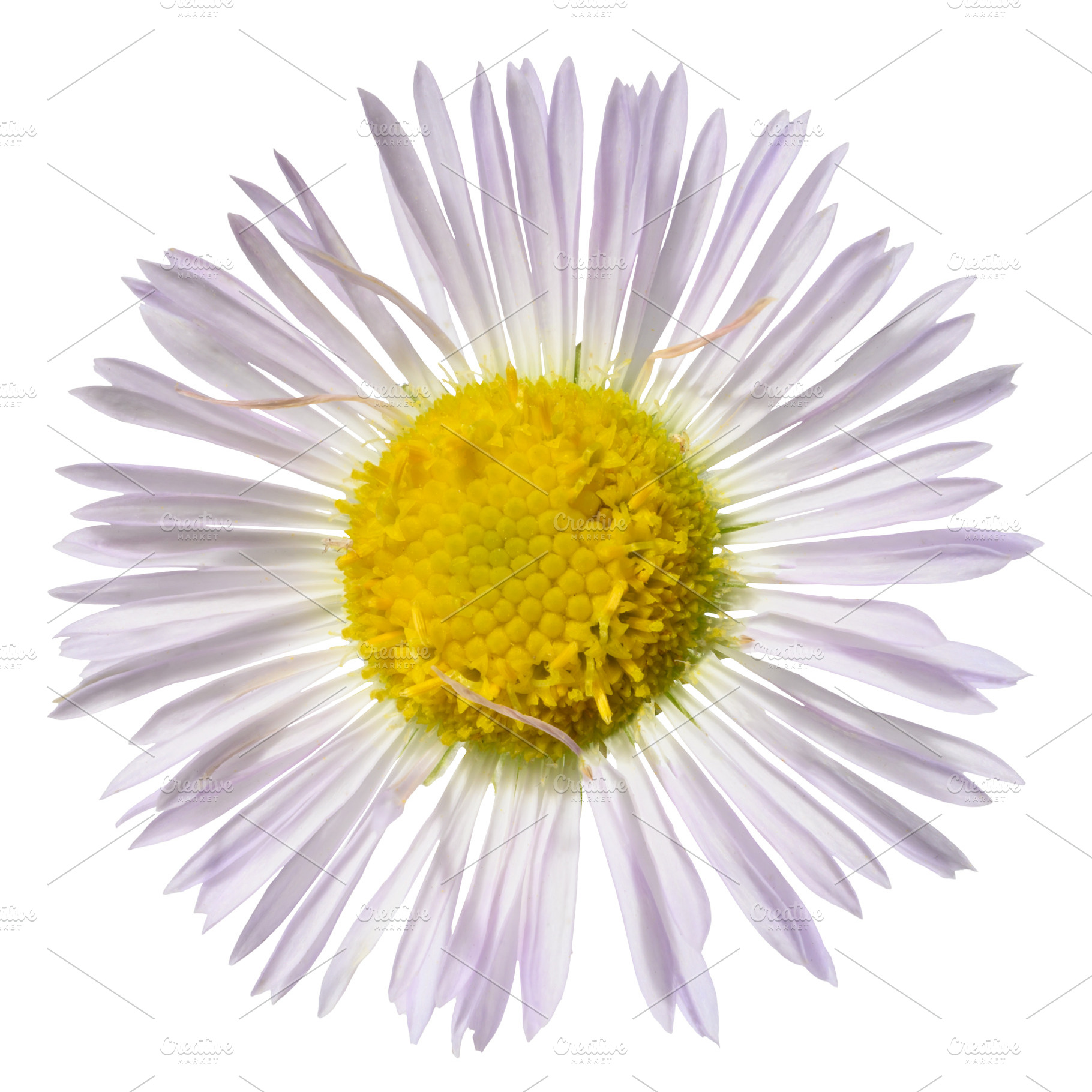 A delicate daisy flower, with light lavender petals and a vibran, a Nature Photo by ndanko