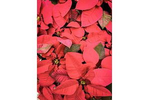 Christmas background of bright red, a Holiday Photo by TatsianaSalauyova