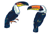 TOUCAN, an Animal Illustration by Tanya Akhmett (Thumbnail 4 of 11)
