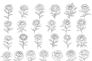 Peonies Flowers Procreate Stamps