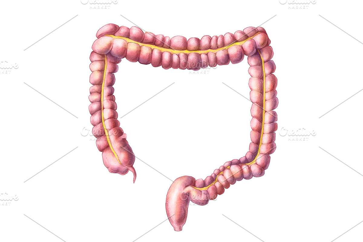 Human Organs Illustration Set, a Healthcare Illustration by Anna Repp Illustration (Photo 10 of 14)
