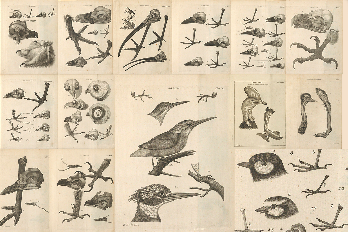 80+ Jacob Klein, Bird Genealogy, an Animal Illustration by Digital Museum (Photo 1 of 10)