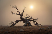 48 Dying Tree Images, a Nature Photo by h.utomo (Thumbnail 3 of 48)