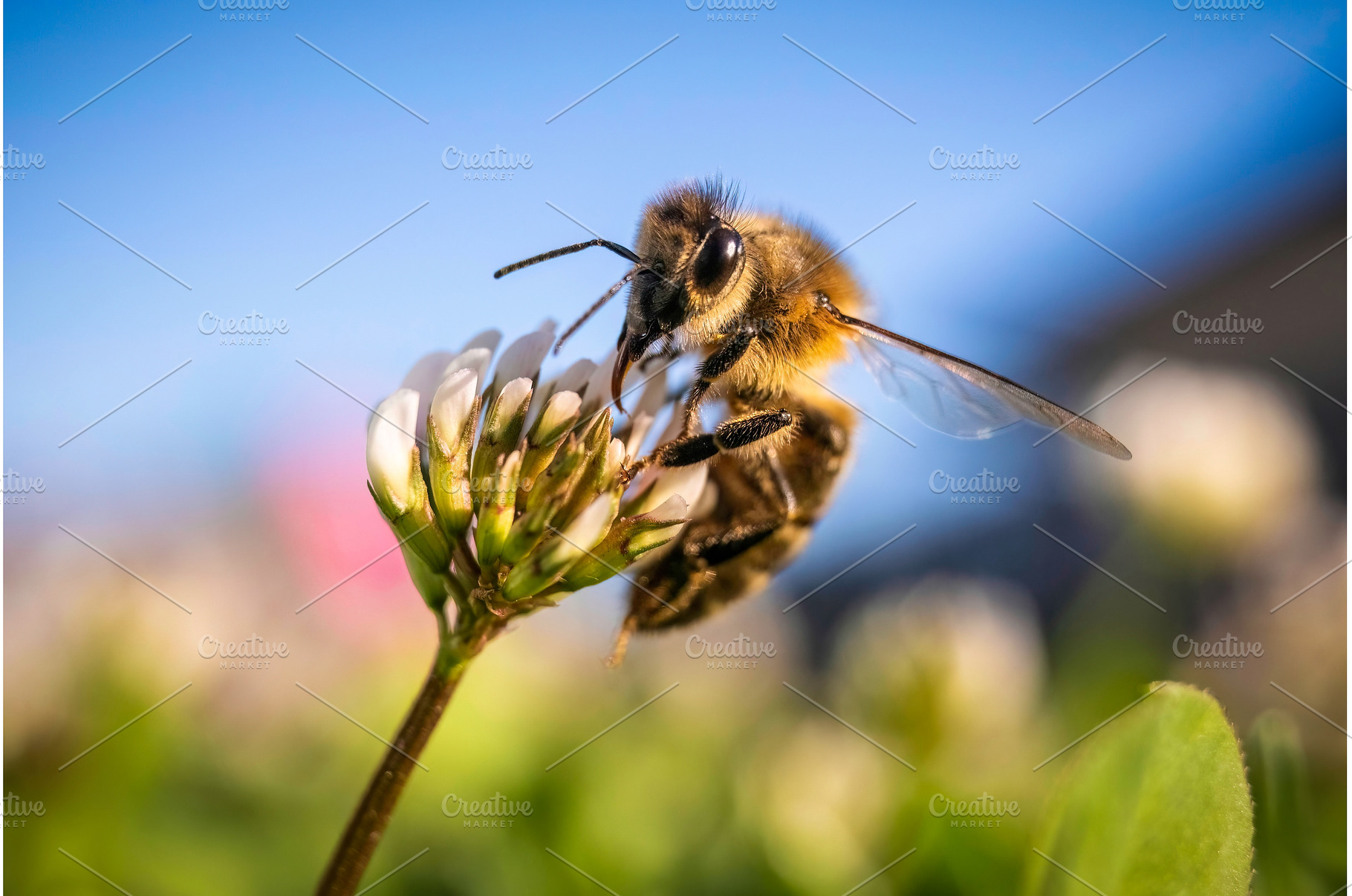 Closeup of honey bee at work on, an Animal Photo by MadPhotos
