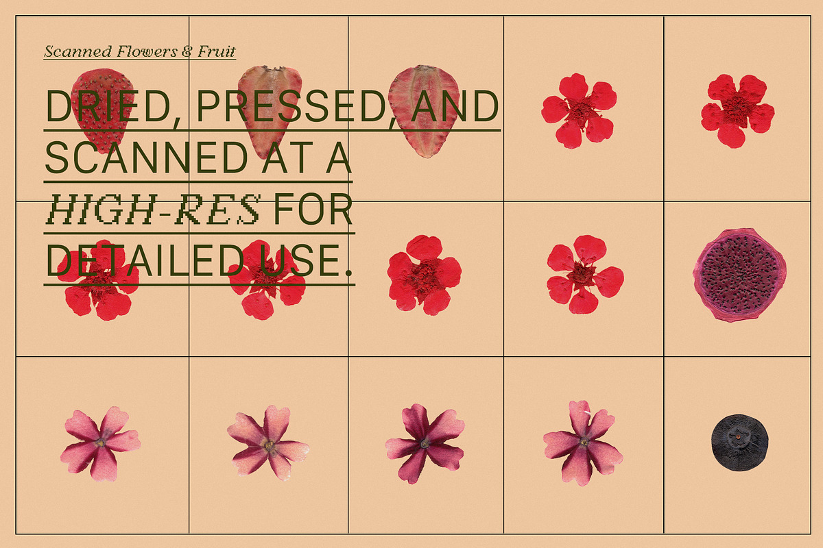 PRESSED BOTANY Floral & Fruit Cutout, an Object Graphic by Desert Poetic (Photo 5 of 10)