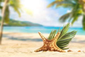 Starfish and Palm Leaf on Tropical Beach, a Holiday Photo by Davizro's Market