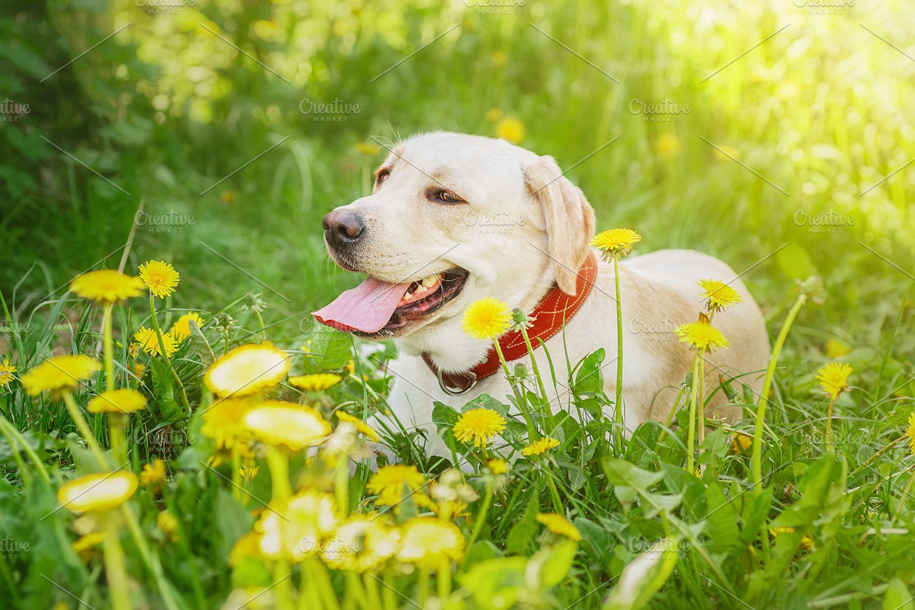 dog labrador retriever fawn color in, an Animal Photo by AlexBush