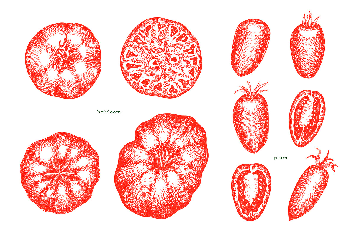 Tomato Farm Vector Collection, a Food Illustration by Lubov Illustrations Shop (Photo 4 of 13)