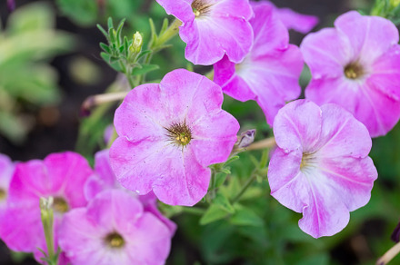 Close up of a flower border with col, a Nature Photo by AlexBush