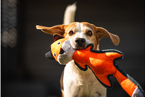 Beagle Dog Run With Toy Towards