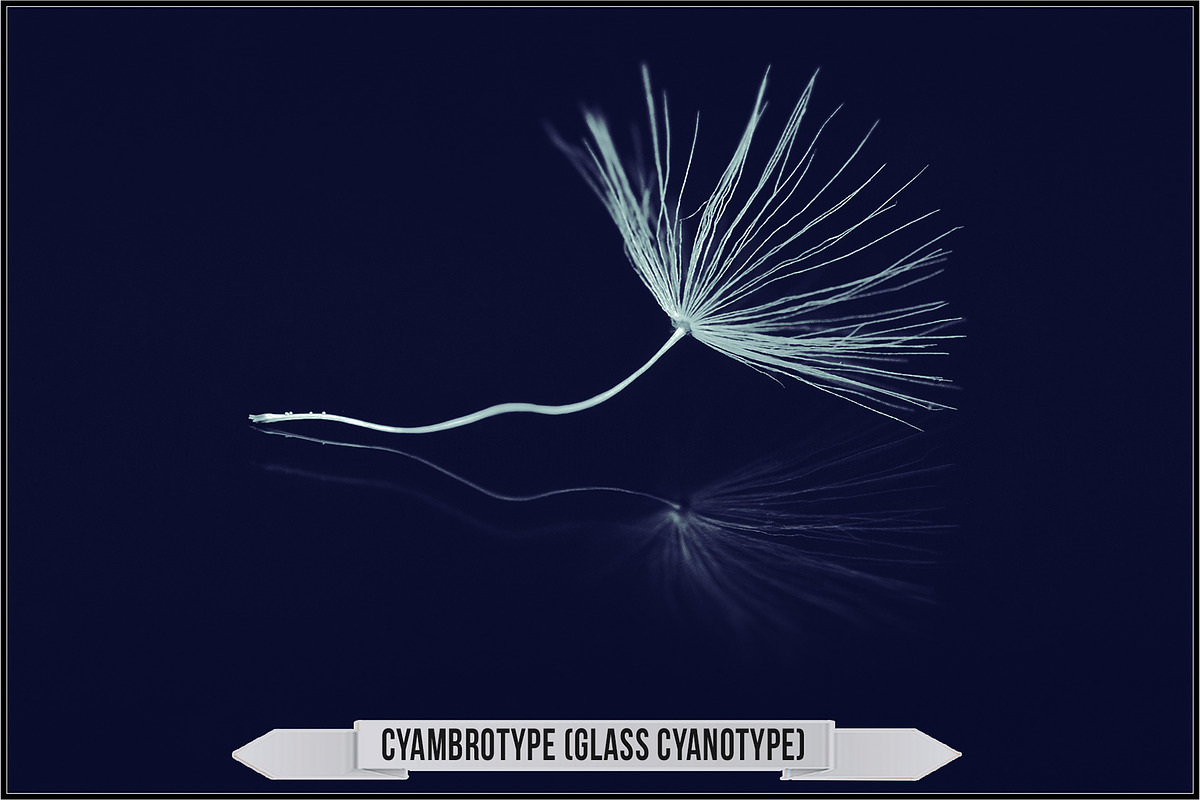 Authentic Cyanotype LUTs, a Plug-in Add-On by Raztrend (Photo 23 of 32)
