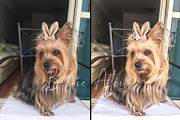 Mobile Lightroom Presets, an Action Add-On by The Red Pine (Thumbnail 3 of 9)