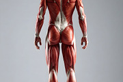 Anatomical illustration of human muscular system back view preci, a Health & Medical Photo by GoodGoods (Thumbnail 1 of 2)