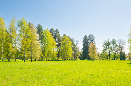 Green trees panorama in park and blue sky, a Nature Photo by Vapi