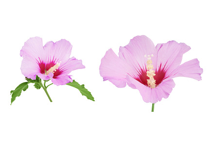 Pink hibiscus flower isolated on, a Nature Photo by NataPhoto