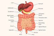 Human digestive system anatomy, a Healthcare Illustration by Yayasya (Thumbnail 2 of 3)