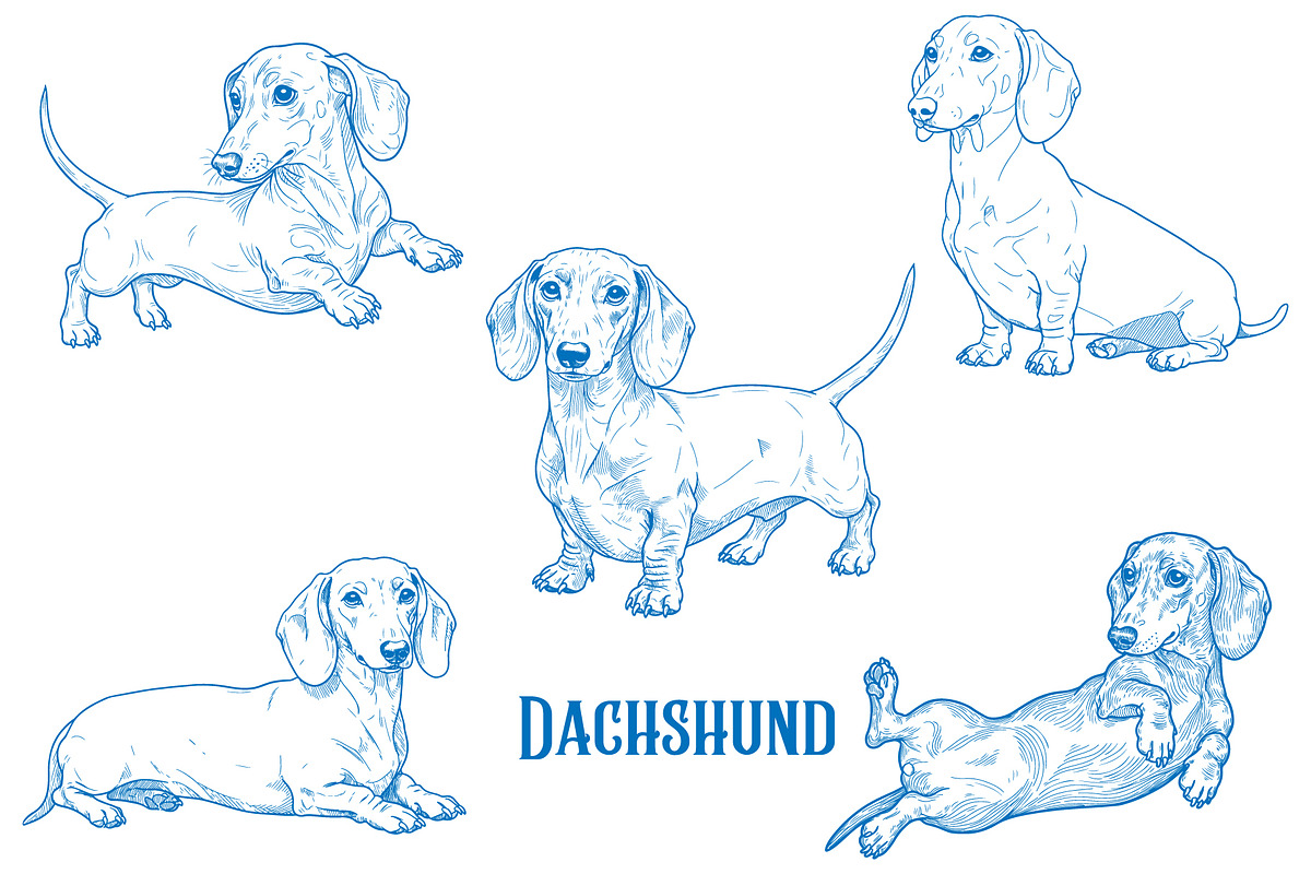Hand-Drawn Dachshund Dog Vector, an Animal Illustration by MkStudio