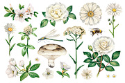White summer nature illustrations, an Illustration by Sundra (Thumbnail 1 of 5)