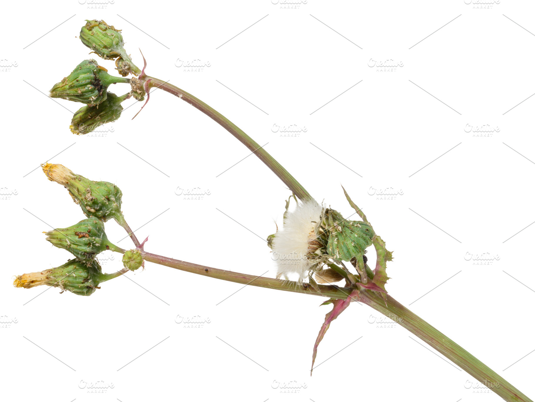 Dried wildflower stem common sowthistle with closed green buds a, a Nature Photo by ndanko