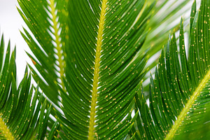 Fungal infection damaging cycas revoluta leaves, showing small orange spots, a Photo by Antonio Gravante Market