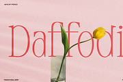 Anyelir Display - Condensed Serif, a Serif Font by Magnolitype (Thumbnail 20 of 21)