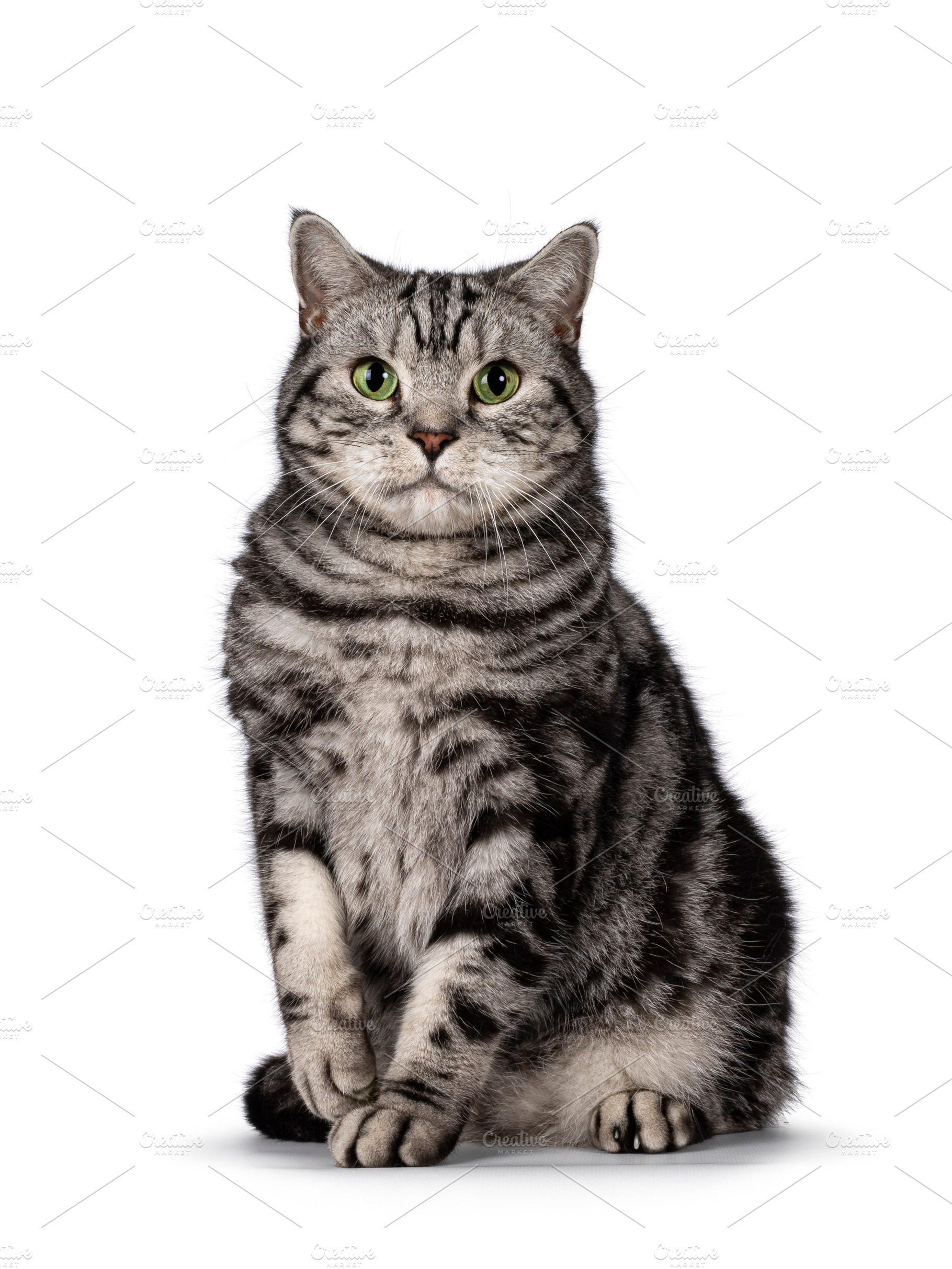 Silver British Shorthair cat on white background, an Animal Photo by Cat'chy Images by Nynke